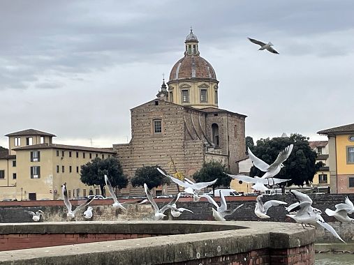 Gabbiani sul lungarno a Firenze - foto Blue Lama