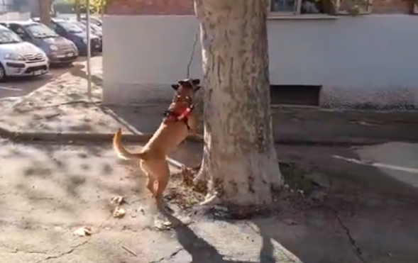 Uno sniffer dog in azione