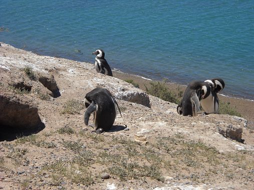 Pinguini - foto Blue Lama