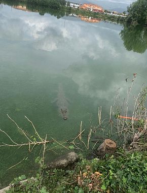 La sagoma che anima il giallo del coccodrillo nel laghetto
